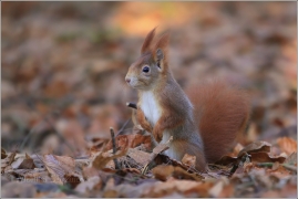 <p>VEVERKA OBECNÁ (Sciurus vulgaris) /Red squirrel - Eichhörnchen/</p>